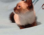 Кошки в Ливны: Тайский котик, 3 000 руб. - фото 4