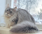 Кошки в Сельце: Высокосеребристая кошка мейн-кун 8 месяцев, 85 000 руб. - фото 2