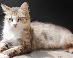 Кошки в Краснодаре: Привезём котёнка даром  в добрые  руки, 1 руб. - фото 5