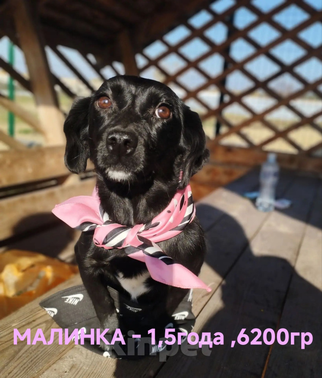 Собаки в Москве: МАЛИНКА в добрые руки Девочка, Бесплатно - фото 2