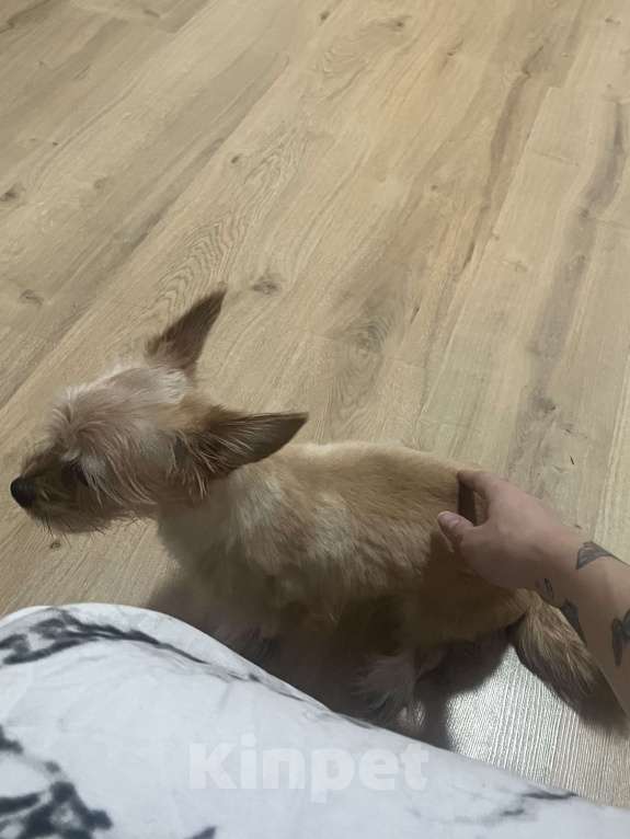 Собаки в Владимире: собака помесь ши-тцу и дворняги  Девочка, 5 000 руб. - фото 2