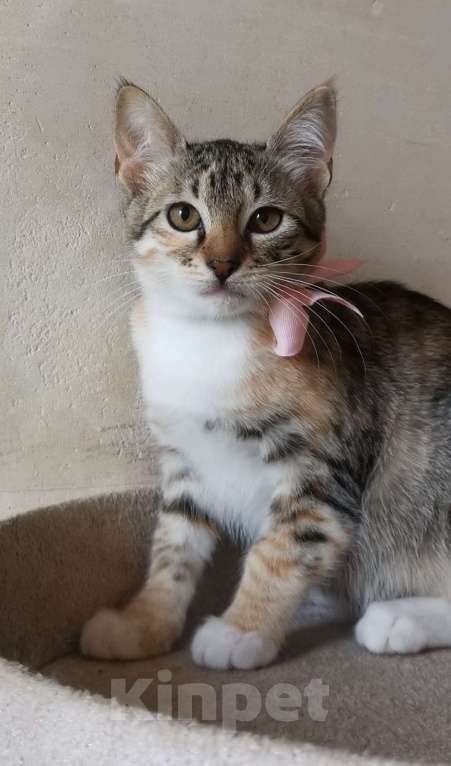 Кошки в Москве: Очаровательная ласковая 4 мес малышка Тося в добрые руки Девочка, Бесплатно - фото 3