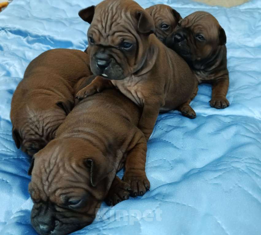 Собаки в Перми: Китайский чунцин Мальчик, 100 000 руб. - фото 3