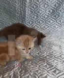 Кошки в других городах Воронежской области: Котята короткие лапки Девочка, 95 900 руб. - фото 3