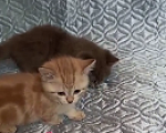 Кошки в других городах Воронежской области: Котята короткие лапки Девочка, 95 900 руб. - фото 3