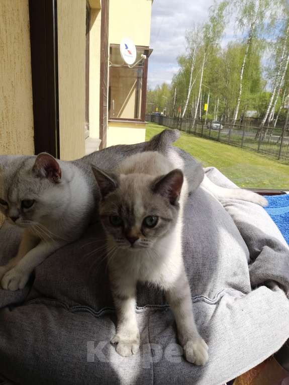 Кошки в Мытищах: Шотландские котята Девочка, 15 000 руб. - фото 4