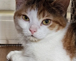 Кошки в Москве: Нежная Ассоль ищет дом Девочка, Бесплатно - фото 7