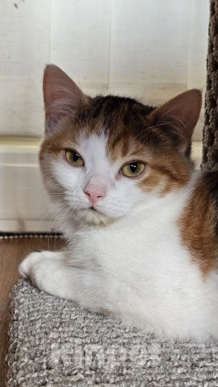 Кошки в Москве: Нежная Ассоль ищет дом Девочка, Бесплатно - фото 7