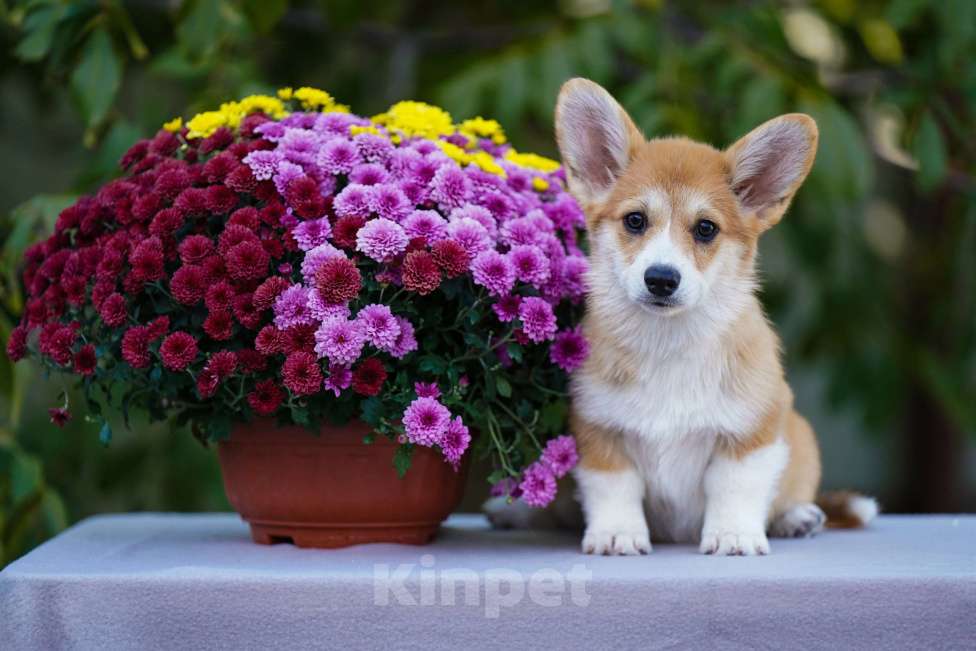 Собаки в других городах Воронежской области: Гото Предестинация Хиромант Мальчик, 60 000 руб. - фото 1