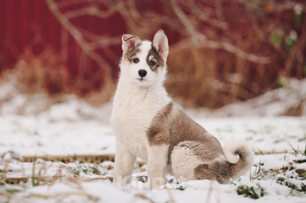 Собаки в Лосином-Петровском: Любава якутенок в добрые руки Девочка, Бесплатно - фото 5
