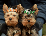 Собаки в Ярославле: Йоркширский терьер, щенок Мальчик, 23 000 руб. - фото 1