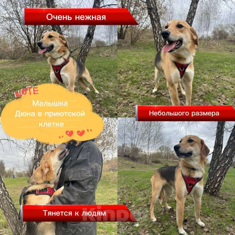 Собаки в Москве: Нежная собака Дюна из приюта Девочка, Бесплатно - фото 1