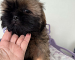 Собаки в Санкт-Петербурге: Мальчик ши тцу Мальчик, 30 000 руб. - фото 2