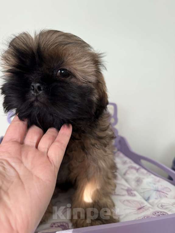 Собаки в Санкт-Петербурге: Мальчик ши тцу Мальчик, 30 000 руб. - фото 2