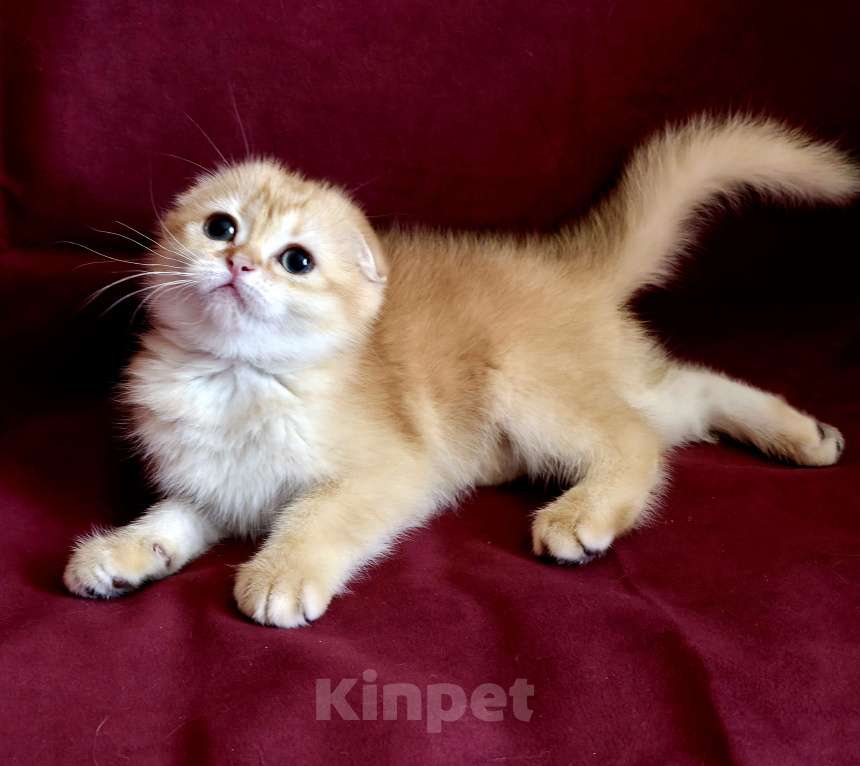 Кошки в Калуге: Queen SFS by 12 Девочка, Бесплатно - фото 4