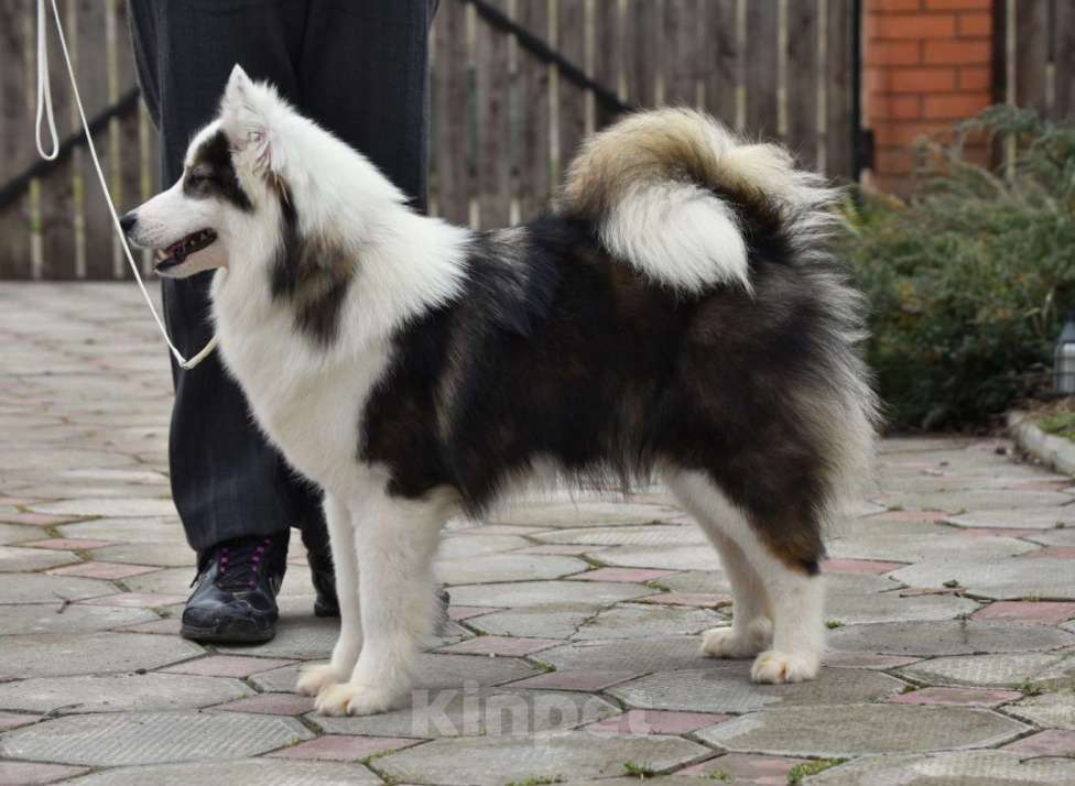 Собаки в Москве: Ненецкая оленегонная лайка. Сука Алекса. Девочка, 75 000 руб. - фото 2