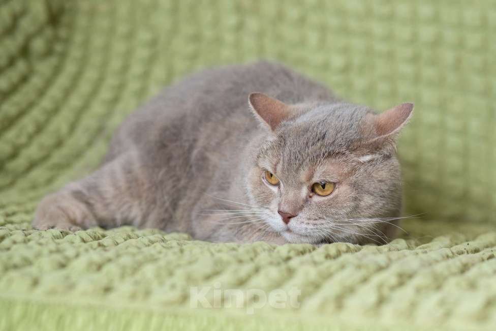 Кошки в Москве: Британский котик Веня ищет дом, в добрые руки  Мальчик, Бесплатно - фото 7