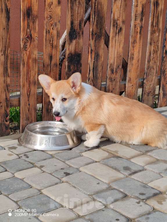 Собаки в Симферополе: Девочка корги Девочка, 100 000 руб. - фото 4