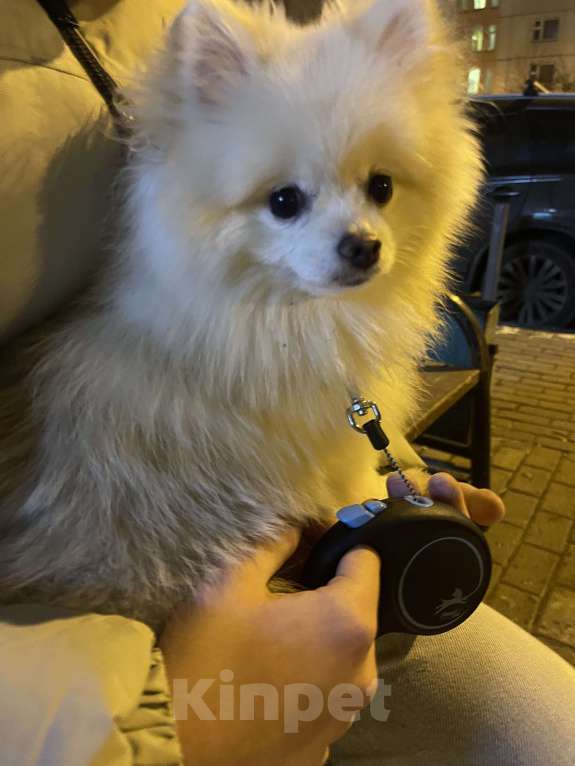 Собаки в Мытищах: Шпиц мальчик маленький  Мальчик, 15 000 руб. - фото 2