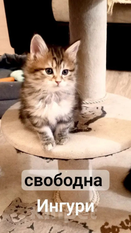 Кошки в Волгограде: Продается кошечка черепашка Девочка, 30 000 руб. - фото 1