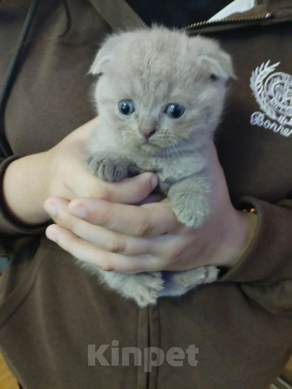 Кошки в Вышнем Волочке: маленькая девочка Девочка, 5 000 руб. - фото 1