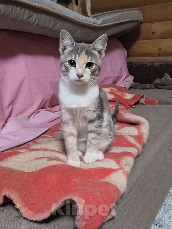 Кошки в Москве: Муся Девочка, Бесплатно - фото 2