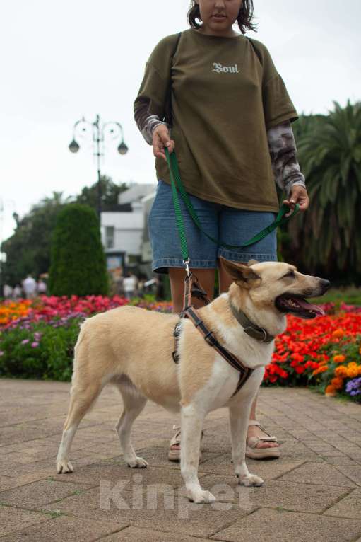 Собаки в других городах Краснодарского края: Австралийская пастушья собака по версии Яндекс в дар  Девочка, Бесплатно - фото 7