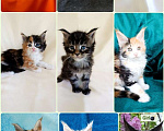 Кошки в Москве: Котята Мейн-кун Девочка, 75 000 руб. - фото 1