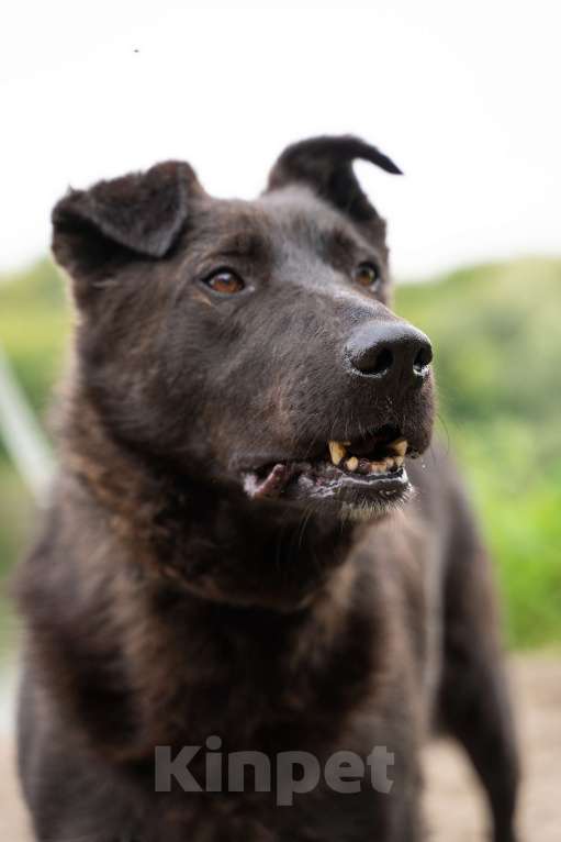 Собаки в Москве: Милый мишка Чоко Мальчик, Бесплатно - фото 3