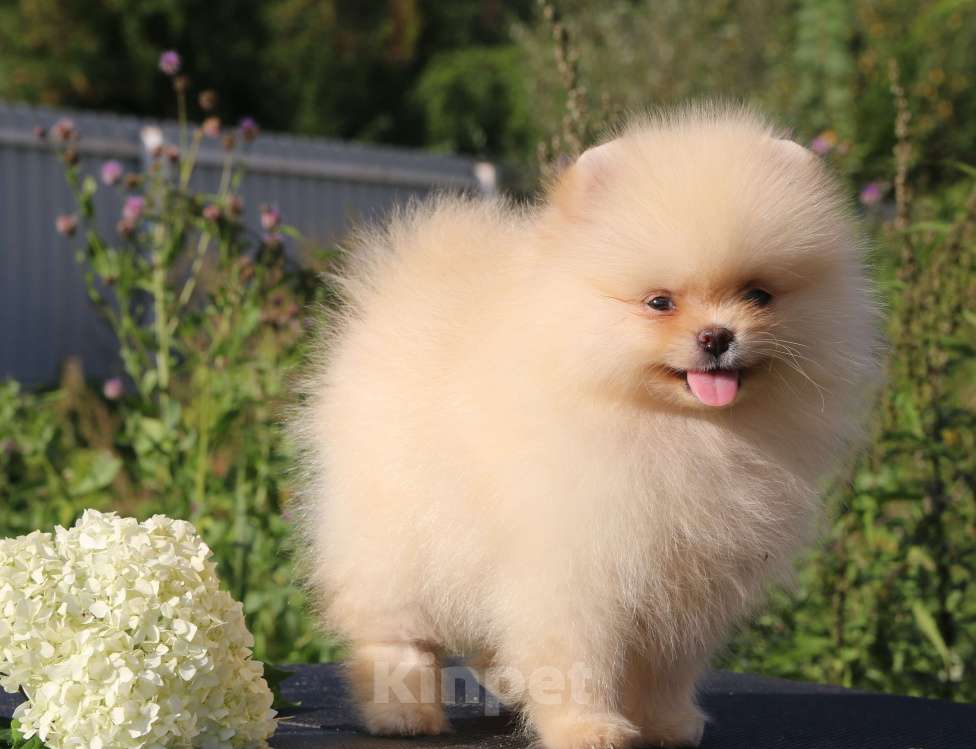 Собаки в Москве: померанский шпиц  Девочка, 50 000 руб. - фото 9