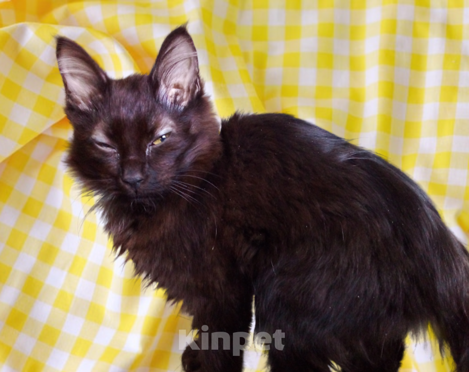 Кошки в Москве: 🧡  ( Персик )  –  Благодарный  и  спокойный  домашний  котёнок  –  в  заботливую  семью Мальчик, Бесплатно - фото 3