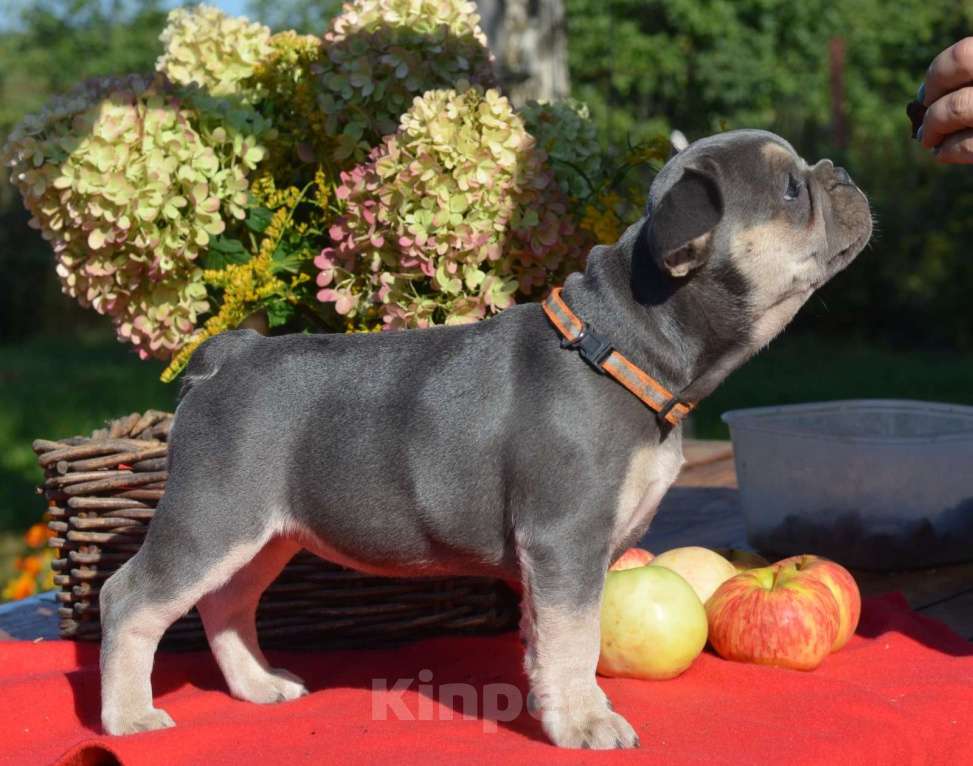 Собаки в Ореховом-Зуево: Французкий бульдог девочка  Девочка, 100 000 руб. - фото 2
