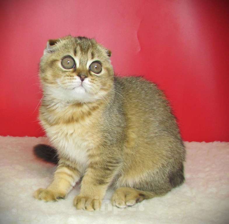 Кошки в Санкт-Петербурге: шотландская кошечка фолд Девочка, Бесплатно - фото 3