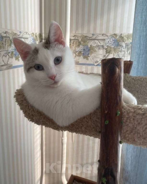 Кошки в Москве: Одри 3г в добрые руки Девочка, Бесплатно - фото 7