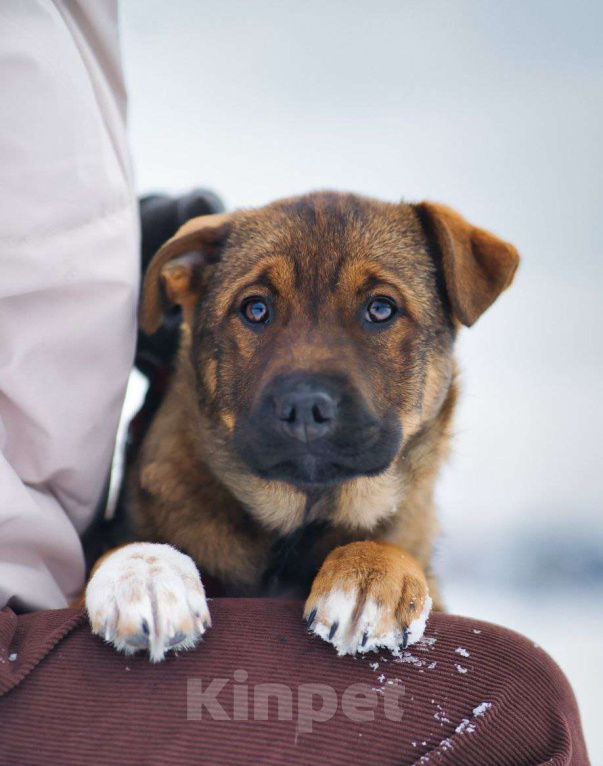Собаки в Москве: Стеснительная БЭЛЛА ищет надежного человека Девочка, Бесплатно - фото 4