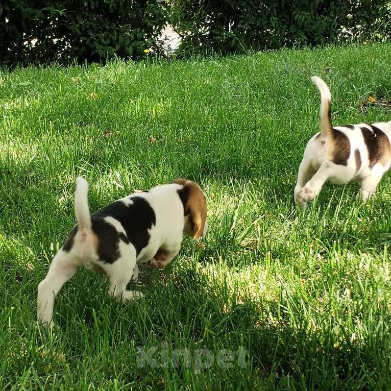 Собаки в Казани: Щенки бигль Мальчик, 28 000 руб. - фото 4