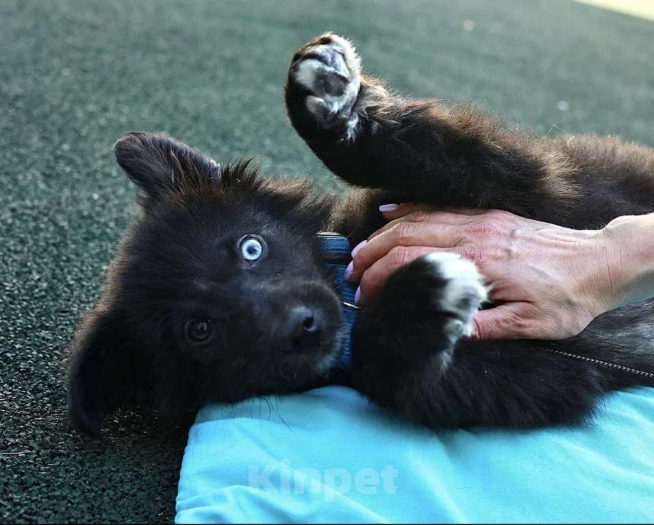 Собаки в Раменском: Черный пушистый щенок в добрые руки Мальчик, Бесплатно - фото 1