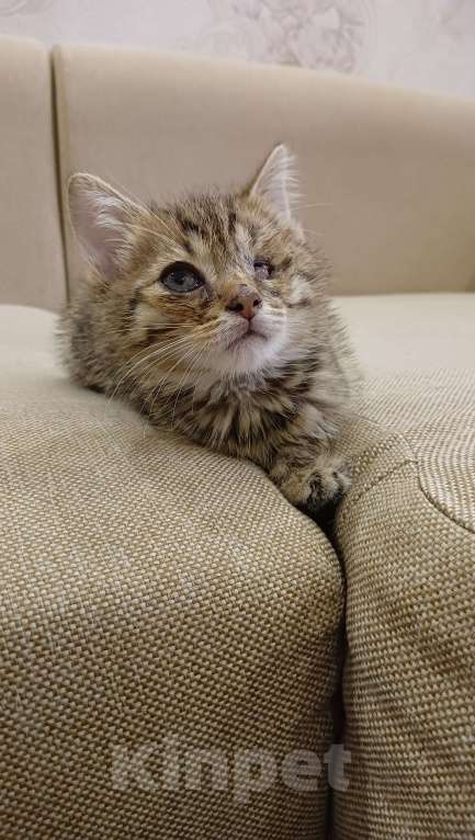 Кошки в Уфе: котёнок в добрые руки Мальчик, 100 руб. - фото 5