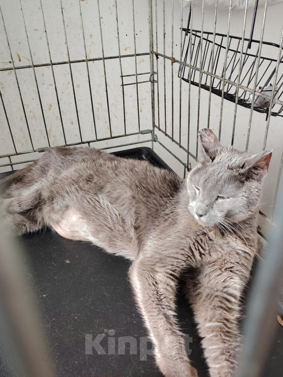 Кошки в Москве: Отдаём в добрые руки 15‑летнего котика — ему очень нужен свой дом и заботливые люди! Мальчик, Бесплатно - фото 6