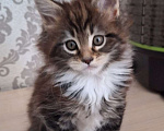 Кошки в Москве: Котята мейн кун Девочка, 30 000 руб. - фото 2
