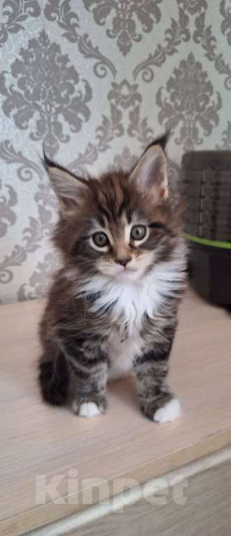 Кошки в Москве: Котята мейн кун Девочка, 30 000 руб. - фото 2