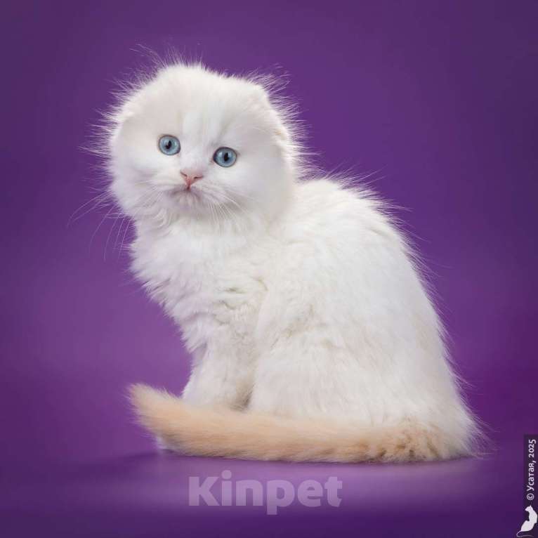 Кошки в Кисловодске: Шотландские котята Мальчик, 30 000 руб. - фото 3