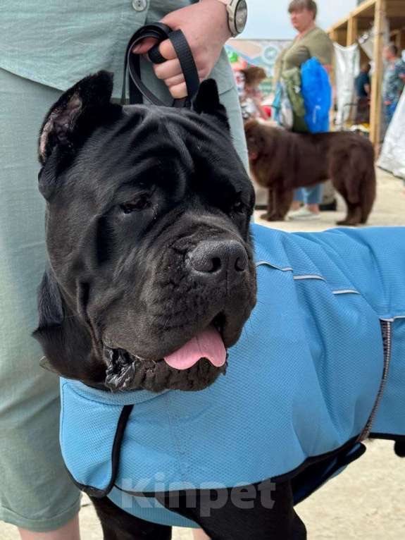 Собаки в Москве: Балу мощный щенок кане-корсо. Мальчик, 120 000 руб. - фото 6