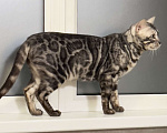 Кошки в Москве: Молодой бенгальский кот Мальчик, 5 000 руб. - фото 1