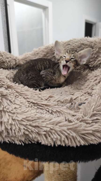 Кошки в Санкт-Петербурге: Мальчик ориентальный Мальчик, 40 000 руб. - фото 1