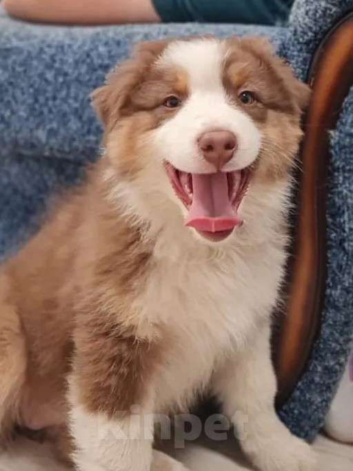 Собаки в Краснотурьинске: Девочка австралийской овчарки окраса красный триколор, др 29.08.25. Девочка, 60 000 руб. - фото 2