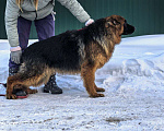 Собаки в Зарайске: Продам щенка немецкой овчарки д ш. Девочки Девочка, 70 000 руб. - фото 10