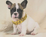 Собаки в Москве: Щенок французик  Мальчик, 130 000 руб. - фото 1