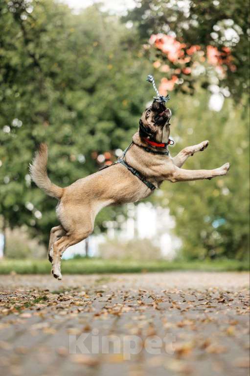 Собаки в Москве: Жизнерадостный Джек в поисках дома Мальчик, Бесплатно - фото 5