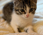 Кошки в Видном: Котёнок девочка ищет дом Девочка, Бесплатно - фото 4